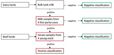 Using Biosecurity Measures to Combat Respiratory Disease in Cattle: The Norwegian Control Program for Bovine Respiratory Syncytial Virus and Bovine Coronavirus